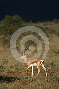 GrantÃ¢â¬â¢s gazelle